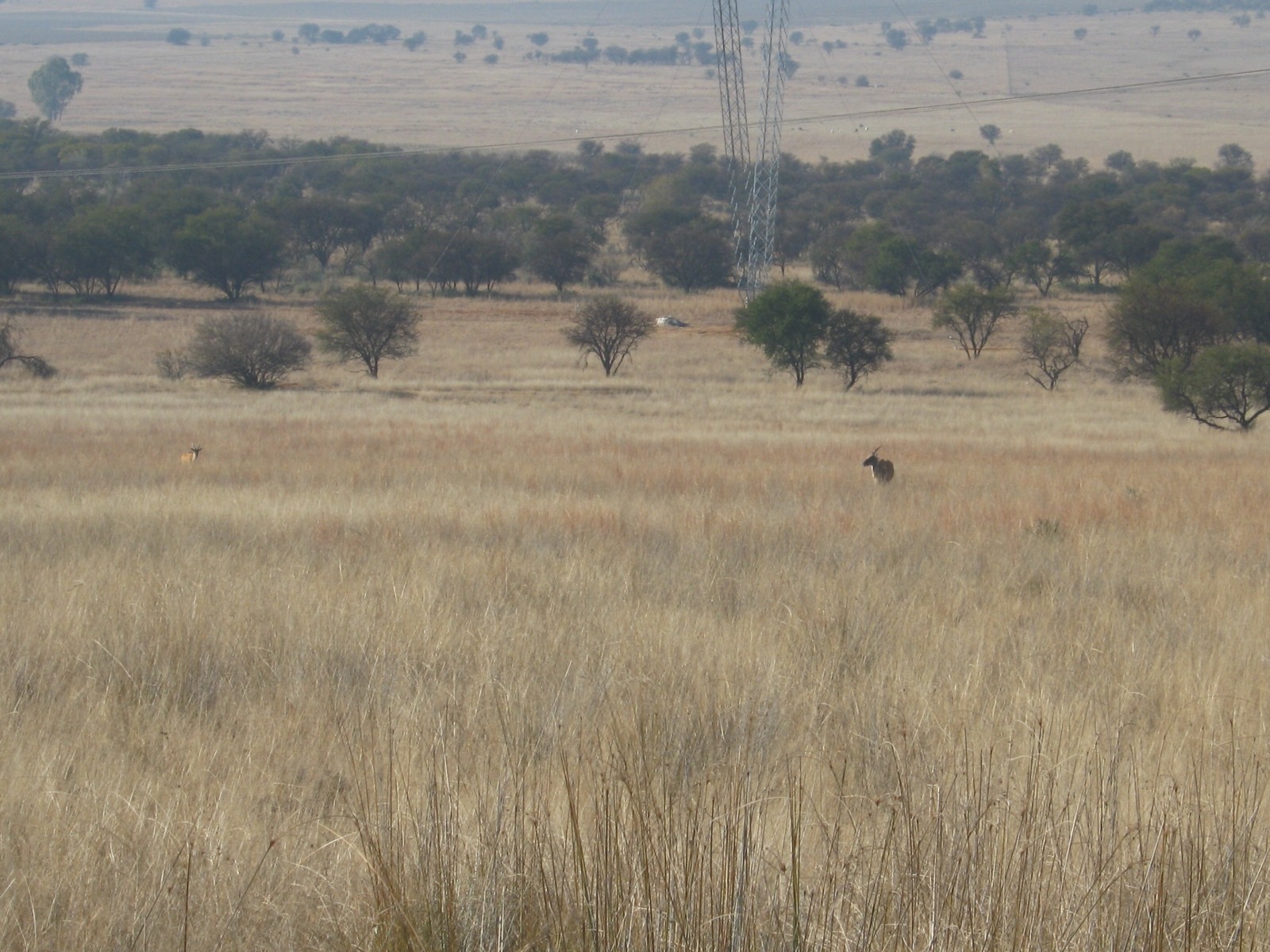 Game and cattle farm